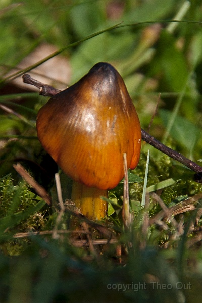 TAOU-20140917_IGP4202-zwartwordende wasplaat.jpg